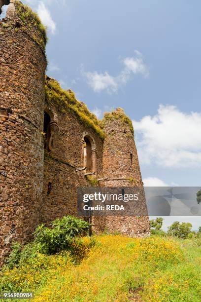 Guzara Castle between Gonder and Lake Tana in Ethiopia. Ruin with wildflowers especially the yellow Mekel flower. Guzara belongs to a group of...