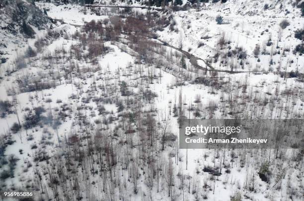 high angle view on the forest in snow - arman zhenikeyev stock pictures, royalty-free photos & images