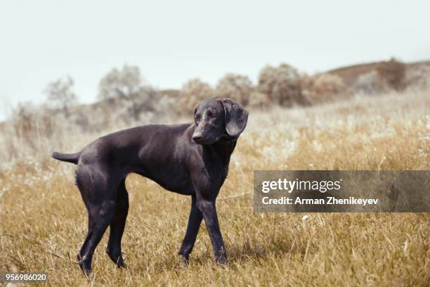 german pointer hunting in the steppe - arman zhenikeyev stock-fotos und bilder