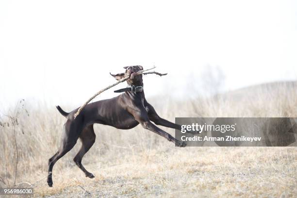 german pointer hunting in the steppe - arman zhenikeyev stock-fotos und bilder