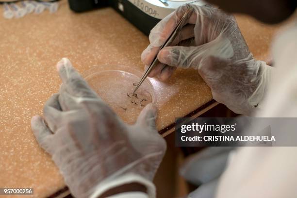 Worker of the Entomologist Research Centre takes a mosquito to analyse it for the presence of malaria parasite in Obuasi, Ashanti Region, on May 1,...