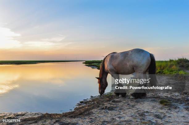 drinking horse - powerfocusfotografie stock pictures, royalty-free photos & images