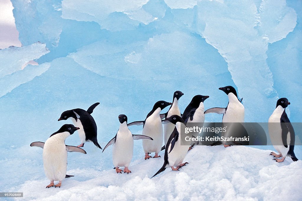 Adele Penguins sobre hielo