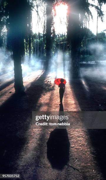 Silhoutte of a young Dai woman as she holds a red umbrella in a foggy palm grove, Xishuangbanna, Yunnan province, China, April 1980.