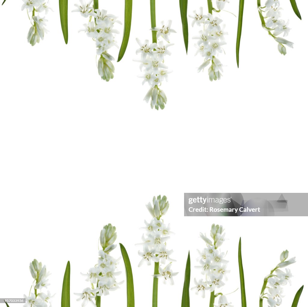 Border top and bottom of white bluebells & leaves.