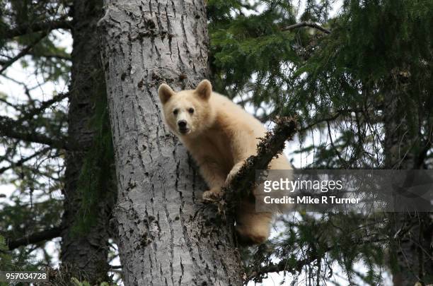 spirit bear cubs - great bear rainforest stock pictures, royalty-free photos & images