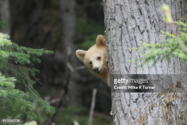 spirit bear cub peak a boo - terrace british columbia stock pictures, royalty-free photos & images