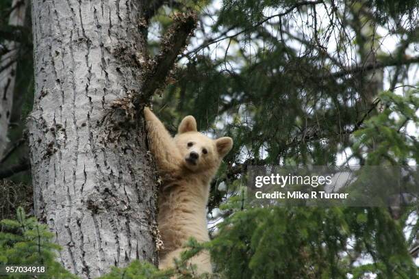 spirit bear cubs - terrace british columbia stock pictures, royalty-free photos & images