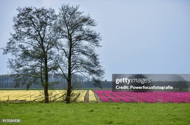 colorful tulips - powerfocusfotografie stock pictures, royalty-free photos & images