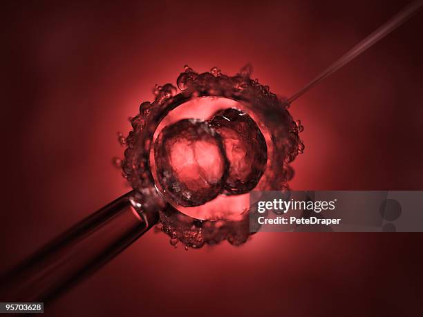 cella di fecondazione - embrione foto e immagini stock