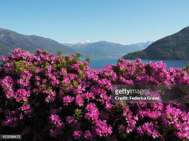 flowering pink azaleas in a garden on lake maggiore, northern italy, province of verbano cusio ossola, piedmont region. during the springtime the area attracts lots of tourists for its endemic flora such as rhododendrons, camellias, azaleas and hydrangeas - province of verbano cusio ossola ストックフォトと画像