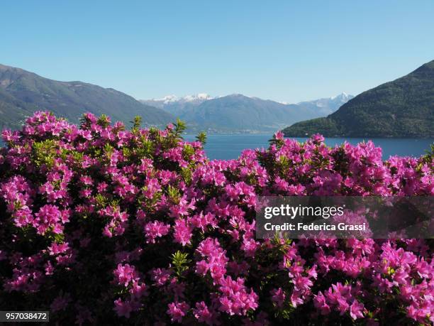 flowering pink azaleas in a garden on lake maggiore, northern italy, province of verbano cusio ossola, piedmont region. during the springtime the area attracts lots of tourists for its endemic flora such as rhododendrons, camellias, azaleas and hydrangeas - province of verbano cusio ossola stock pictures, royalty-free photos & images