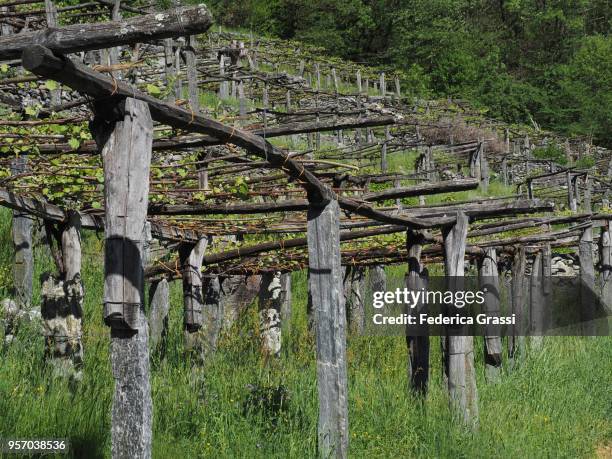 ancient traditional vineyard in maggia valley - merlot grape stock pictures, royalty-free photos & images