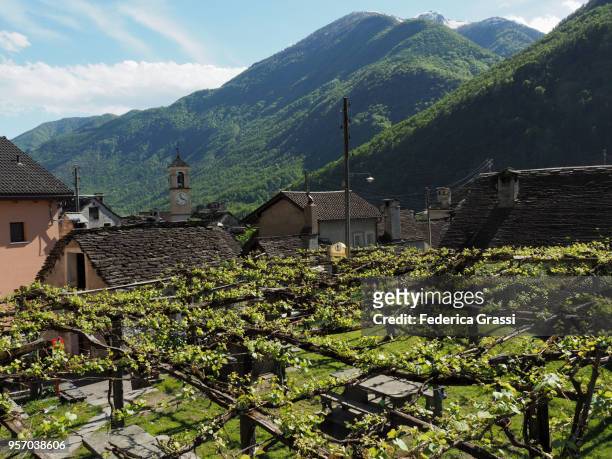 giumaglio, traditional village in maggia valley, ticino, switzerland - merlot grape stock pictures, royalty-free photos & images