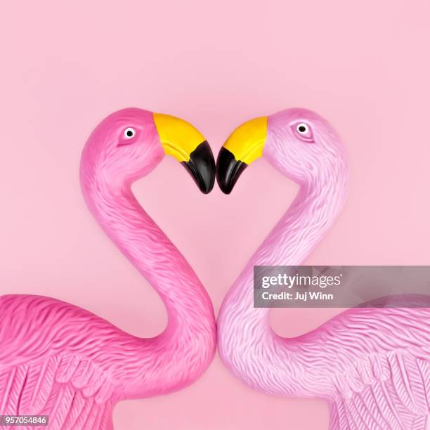 Pair of flamingos