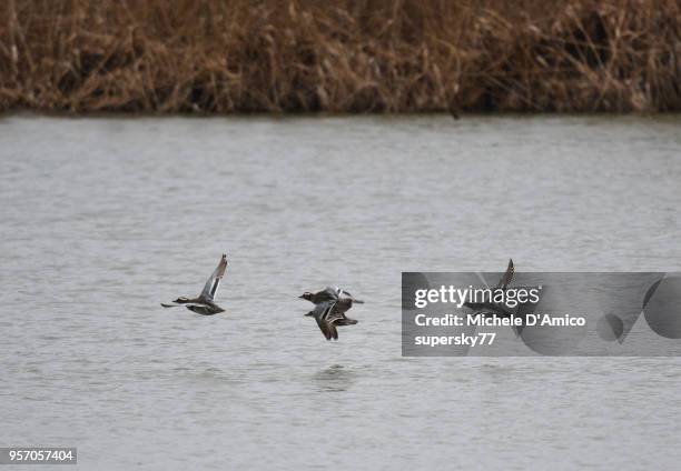 garganey ducks (anas querquedula) - garganey anas querquedula stock pictures, royalty-free photos & images