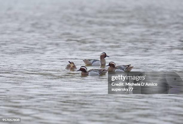 garganey ducks (anas querquedula) - garganey anas querquedula stock pictures, royalty-free photos & images