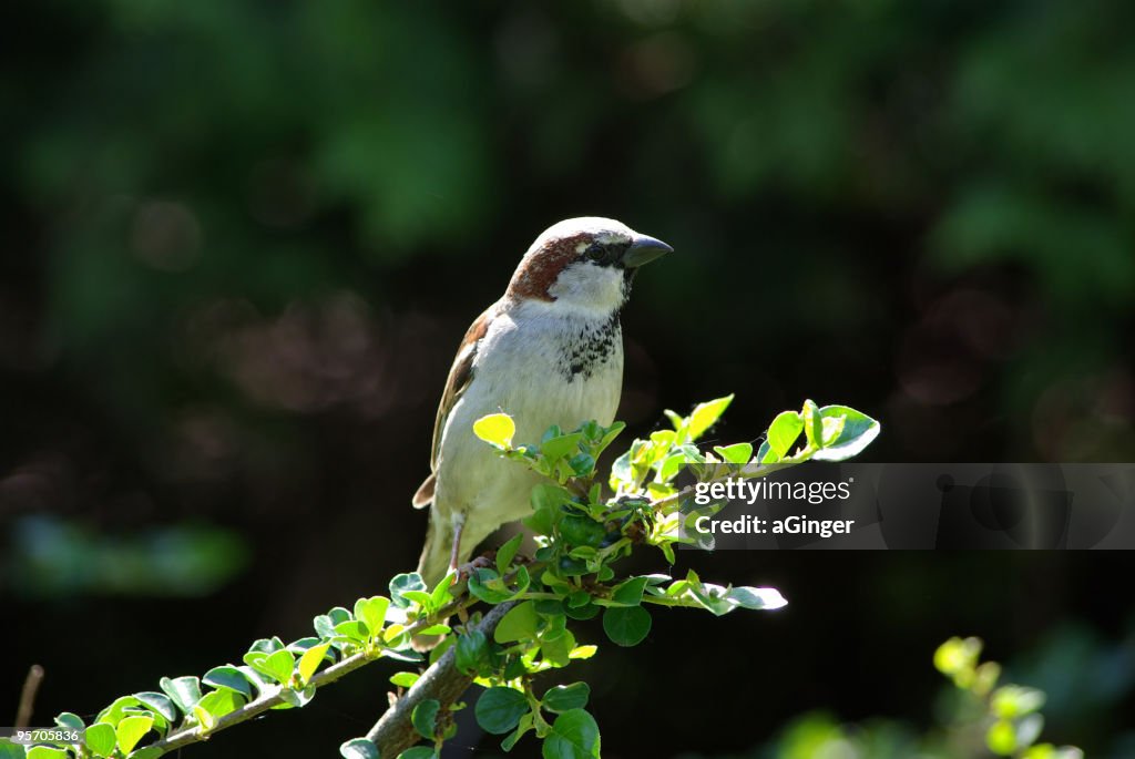 Male House Sparrow (Passer domesticus)