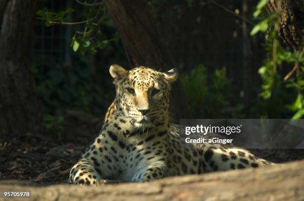 persian leopard (panthera pardus saxicolor) - persian leopard stock pictures, royalty-free photos & images