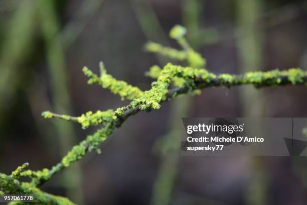 green lichens on humid tree branches - portrait lachen stock pictures, royalty-free photos & images