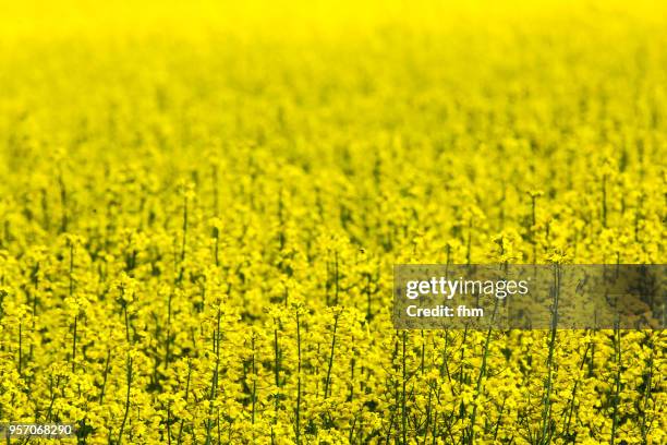 rapeseed field - aceite de colza fotografías e imágenes de stock