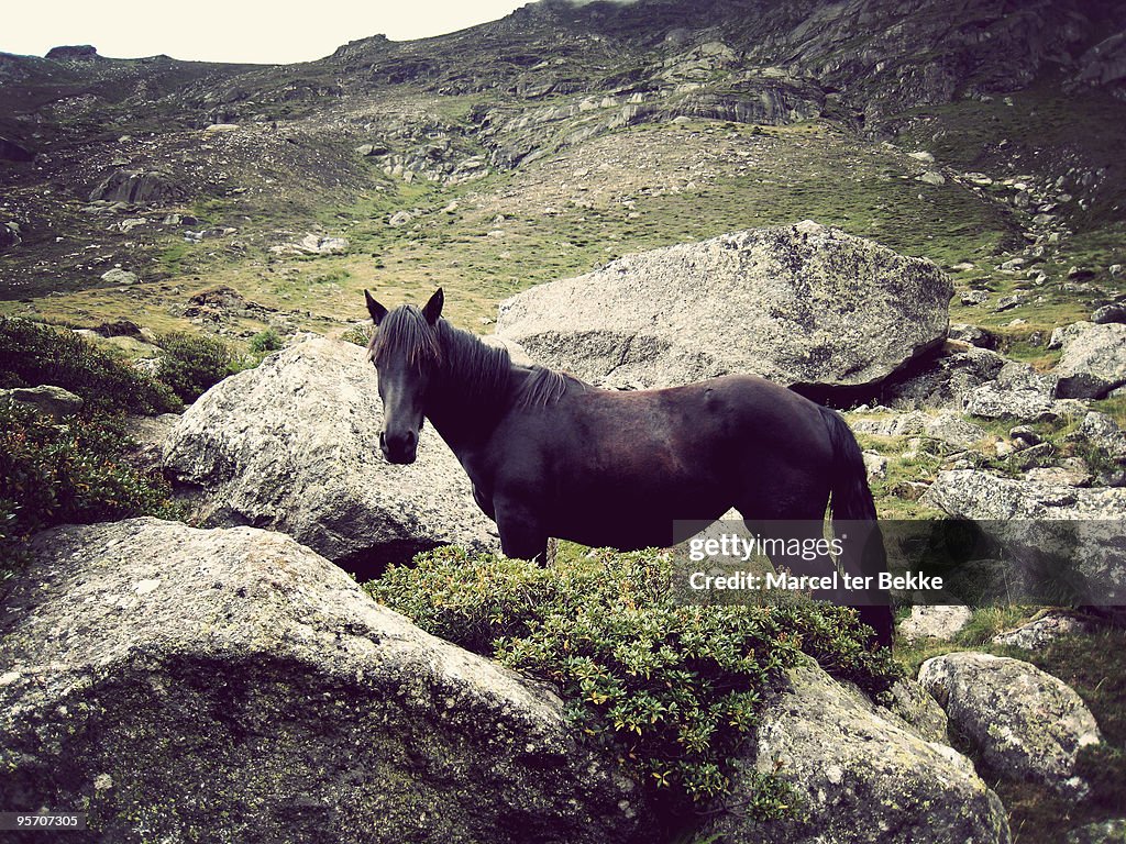 Wild horse in the mountains