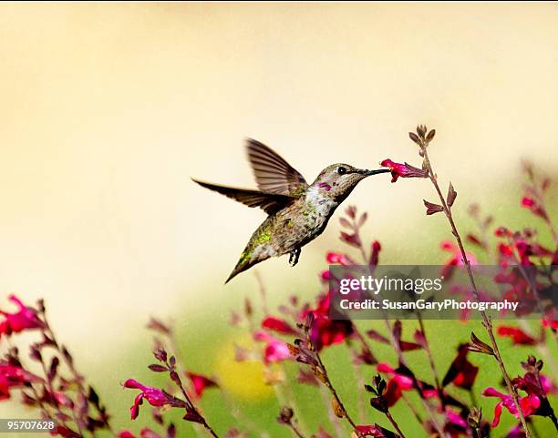 the tempest - annas hummingbird stock pictures, royalty-free photos & images