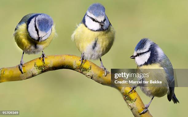 three tits - bluetit fotografías e imágenes de stock