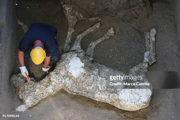 An archaeologist cleaning the cast of a horse in the ruins of a roman house , near Pompeii, discovered in the territory of Boscoreale.