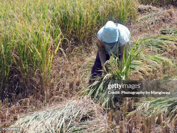 rice harvest - gras sense stock-fotos und bilder