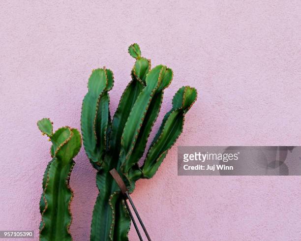 cactus - euphorbiaceae stock pictures, royalty-free photos & images