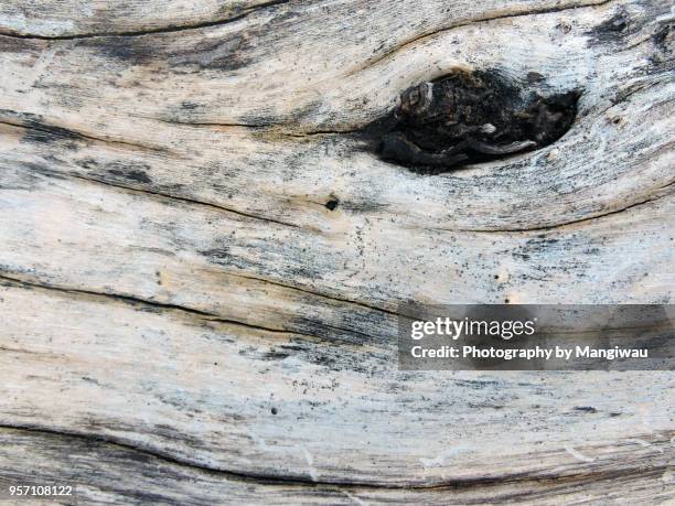 driftwood - treibholz stock-fotos und bilder