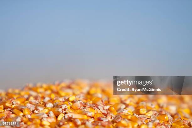 corn macro   - ryan mcginnis stock pictures, royalty-free photos & images