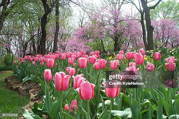 tulips after rain - topeka stock pictures, royalty-free photos & images