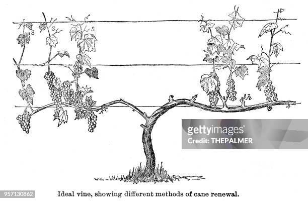 ideal vine engraving 1896 - vineyard stock illustrations