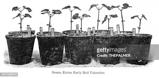 bean plants engraving 1896 - flower pot stock illustrations