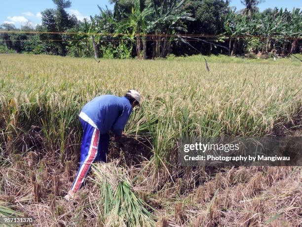 rice harvest - gras sense stock-fotos und bilder