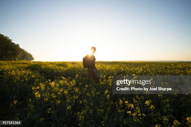 a man hiking through canola fields at dawn - canola stock-fotos und bilder