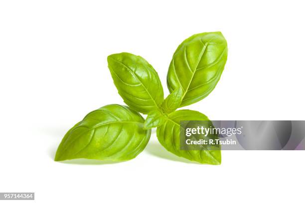 basil isolated on white background - basil leaf stock pictures, royalty-free photos & images