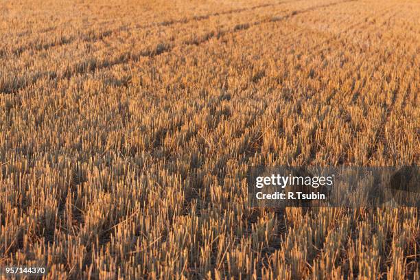 Chaff Def 200 Wheat Chaff Stock Photos, High-Res Pictures, and Images - Getty Images