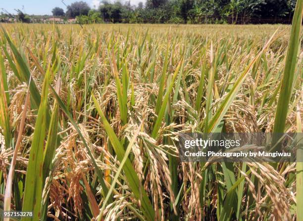 rice harvest - grass patch stock pictures, royalty-free photos & images