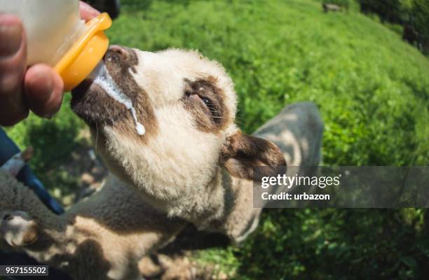 schönes kleines lamm milch zu trinken. - jungschaf fell stock-fotos und bilder