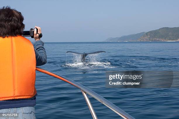 tourist whale watching - whale watching stock pictures, royalty-free photos & images