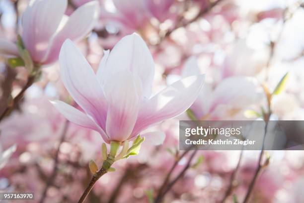 magnolia flowers in full bloom, close-up - magnolia flower stock-fotos und bilder