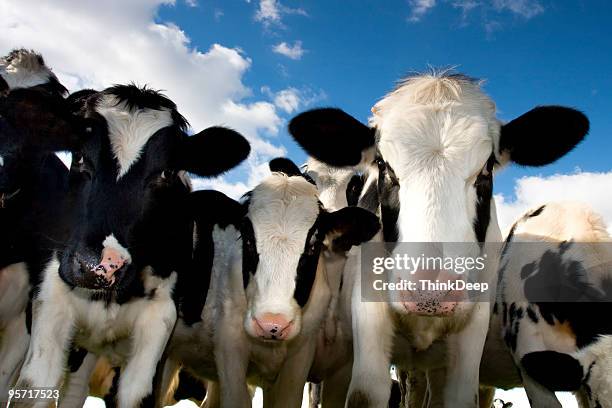 jovem vitelos e vacas no campo - gado holstein friesian imagens e fotografias de stock