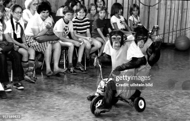 Eine Kindergruppe erlebt 1980 in Berlin im Pionierpalast in der Wuhlheide eine Vorstellung mit einer Affendressur. Zum 30. Jahrestag der DDR entstand...