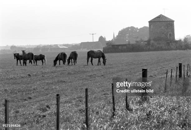 Pferde grasen auf einer Weide in Siebigerode , aufgenommen am .
