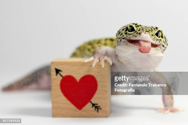 1,395 Funny Lizard Photos and Premium High Res Pictures - Getty Images