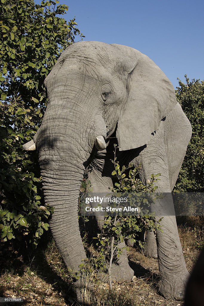 African Elephant