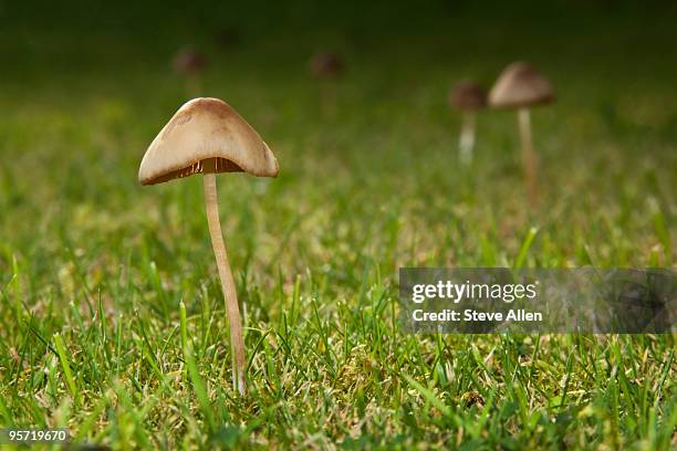 278 Toadstools In Lawn Stock Photos, High-Res Pictures, and Images ...
